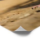 Trauertaube Poster (Ecke)