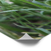 Trauertaube Poster (Ecke)