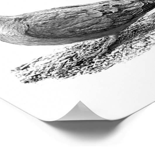 Trauertaube Poster (Ecke)