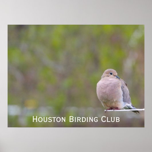 Trauertaube Poster (Vorne)