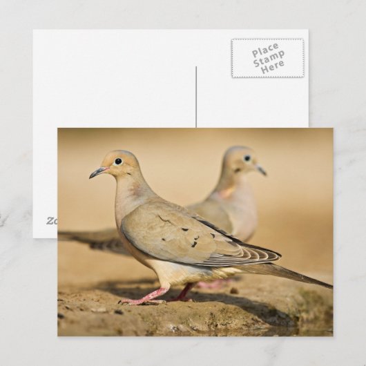 Trauertaube Postkarte (Vorne/Hinten)