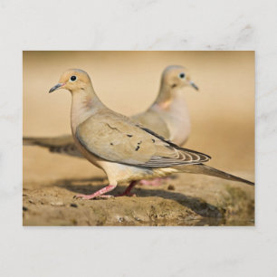 Trauertaube Postkarte