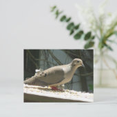 Trauertaube Postkarte (Stehend Vorderseite)