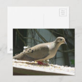 Trauertaube Postkarte (Vorne/Hinten)