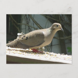 Trauertaube Postkarte