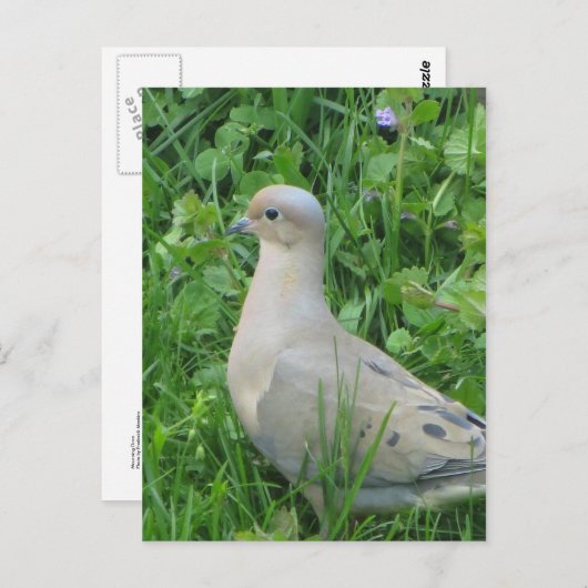 Trauertaube Postkarte (Vorne/Hinten)