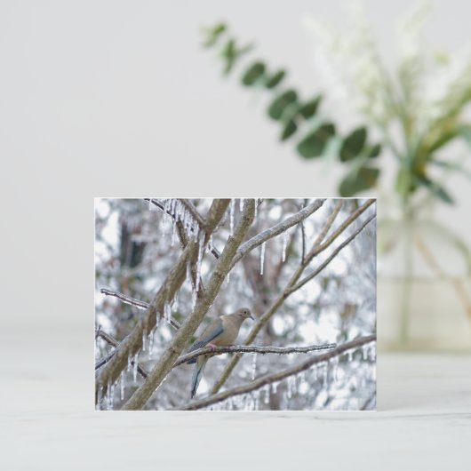 Trauertaube Postkarte (Stehend Vorderseite)