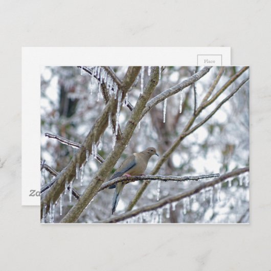 Trauertaube Postkarte (Vorne/Hinten)