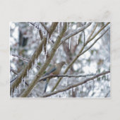 Trauertaube Postkarte (Vorderseite)