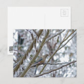 Trauertaube Postkarte (Vorne/Hinten)