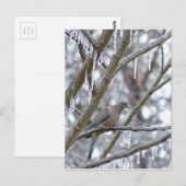 Trauertaube Postkarte (Vorne/Hinten)