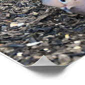 Trauertaube und Chipmunk-Poster Poster (Ecke)