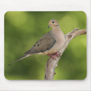 Trauertaube, Zenaida macroura Mousepad
