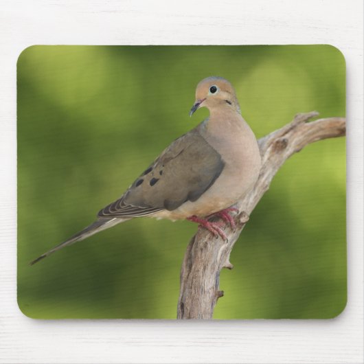 Trauertaube, Zenaida macroura Mousepad (Vorne)
