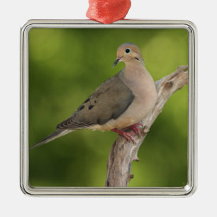 Trauertaube, Zenaida macroura Ornament Aus Metall