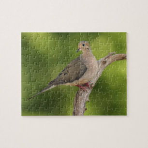 Trauertaube, Zenaida macroura Puzzle