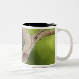 Trauertaube, Zenaida macroura Zweifarbige Tasse