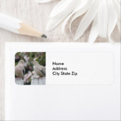 Trauertauben-Foto (Insitu)