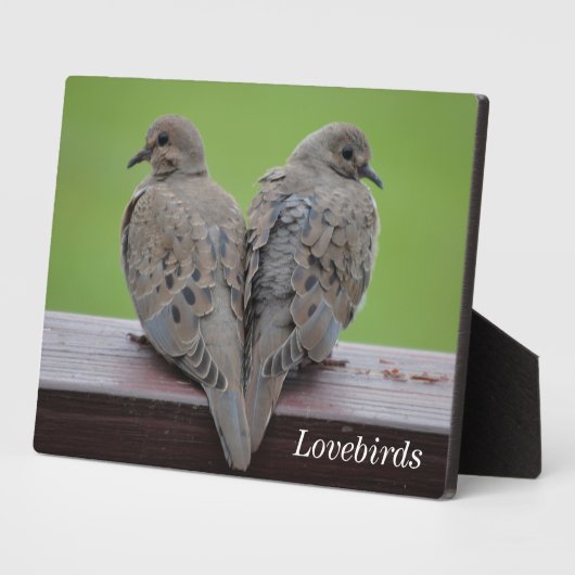 Trauertauben Fotoplatte (Seite)