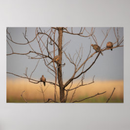 Trauertauben in Baumposter Poster