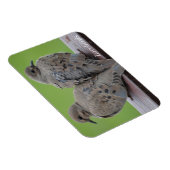 Trauertauben Magnet (Rechte Seite)