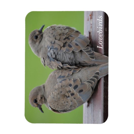 Trauertauben Magnet (Vertikal)