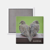 Trauertauben Magnet (Vorderseite/Rückseite)