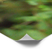 Trauertauben Poster (Ecke)