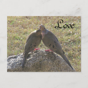 Trauertauben Vögel Liebe Postkarten