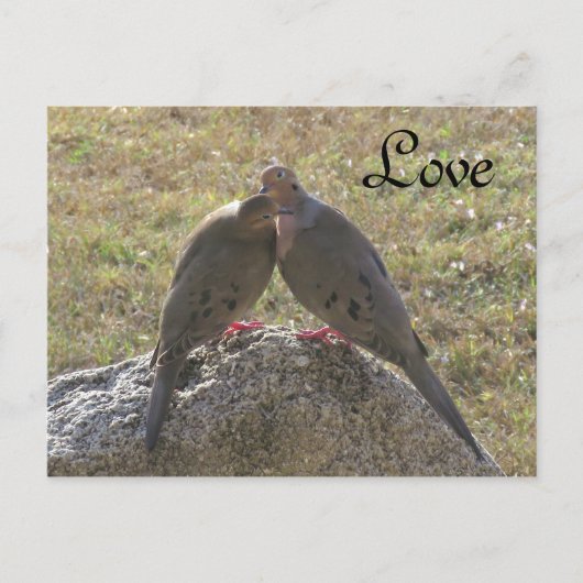 Trauertauben Vögel Liebe Postkarten (Vorderseite)
