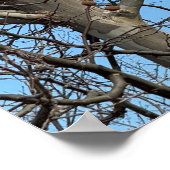 Trauertote in Baumposter Poster (Ecke)