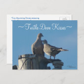 Trauerturteltauben Postkarte (Vorne/Hinten)