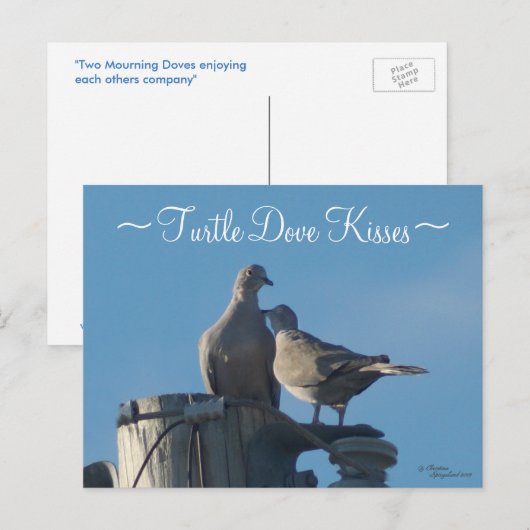 Trauerturteltauben Postkarte (Vorne/Hinten)