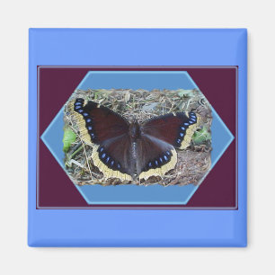 Trauerwolke Butterfly Magnet