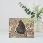 Trauerwolke Schmetterling ~ Postkarte (Stehend Vorderseite)