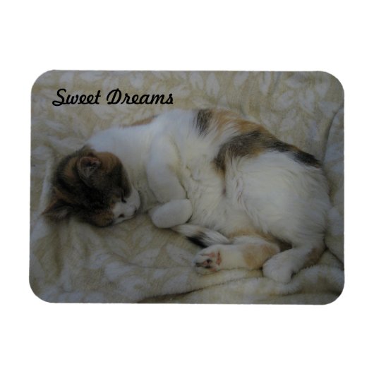 Träume von Katzen und Süßen Magnet (Horizontal)