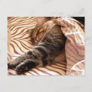 Träumen des veldt postkarte