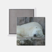 Träumen von Icebergs Magnet (Vorderseite/Rückseite)