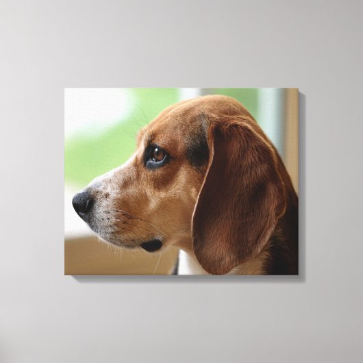 Träumender Beagle Leinwanddruck (Vorderseite)