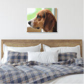 Träumender Beagle Leinwanddruck (Insitu (Schlafzimmer))
