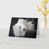 Träumer die nervtötende westie Grußkarte Karte (Gelbe Blume)