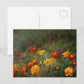 Träumerisches Ringelblumen-Fine-Art-Foto Postkarte (Vorne/Hinten)