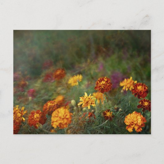 Träumerisches Ringelblumen-Fine-Art-Foto Postkarte (Vorderseite)