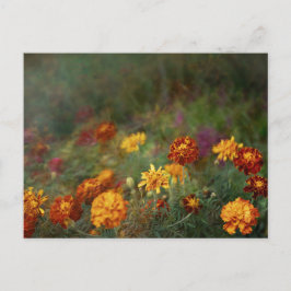 Traumhafte Ringelblumen-Fine-Art-Foto Postkarte