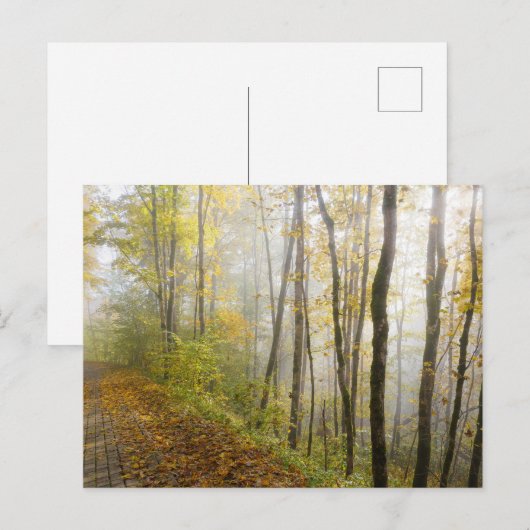 Traumhafter Herbstpark Postkarte (Vorne/Hinten)