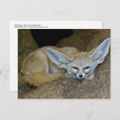 Traumohren Postkarte (Vorne/Hinten)