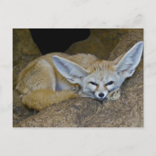 Traumohren Postkarte