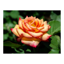 Traumrose