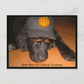 Traurig nicht trick oder Halloween behandeln Postkarte (Vorderseite)