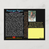 Traurige Geschichte der Flugtaube —~ Postkarte (Rückseite)